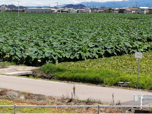 徳島県・松茂町　仲須農園様レンコン圃場に水位監視センサーを実装致しました。 画像