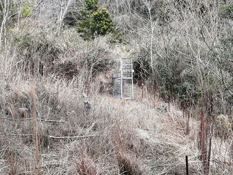 徳島県・徳島市・農林水産課様　陸網技研工業(株)様の”フェンスデキャッチ”に当社＜新＞害獣捕獲監視センサーを実装させて頂きました。 画像