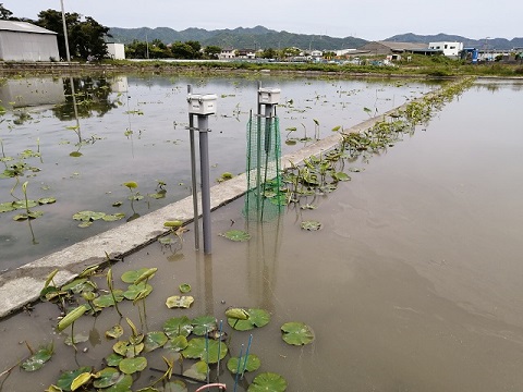 徳島県立農林水産総合技術センター・農産園芸研究課様　レンコン圃場に水位監視センサーを実装させて頂きました。 画像