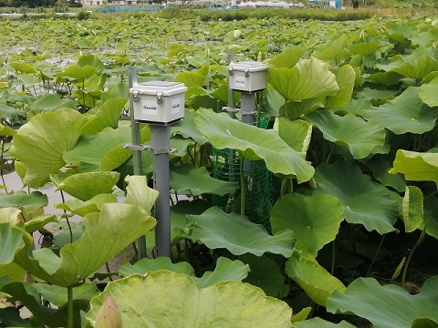 【経過報告】徳島県立農林水産総合技術センター・農産園芸研究課様　レンコン圃場水位監視センサー 画像