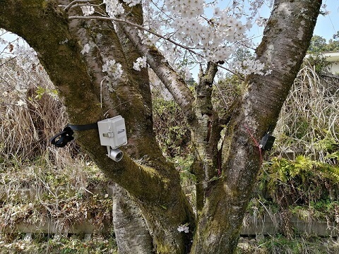 滋賀県大津市・農林水産課様　カメラ搭載害獣監視センサーを実装させて頂きました。 画像